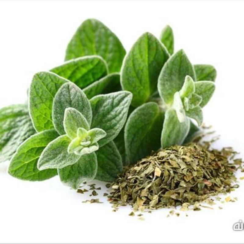 گیاهان خوراکی، از سبزی کاری در آشپزخانه لذت ببرید!