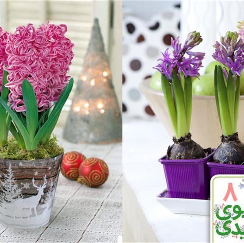 گل سنبل، سین هشتم سفره هفت سین 96!