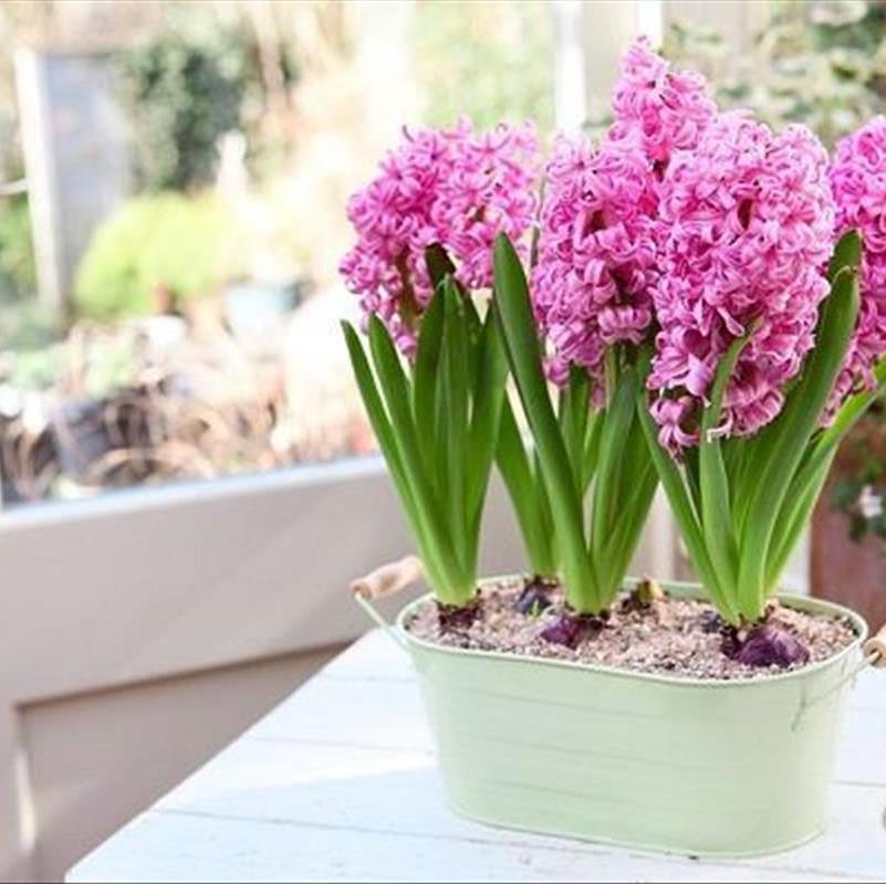 نگهداری گل سنبل نوروزی در یخچال، مجازه؟