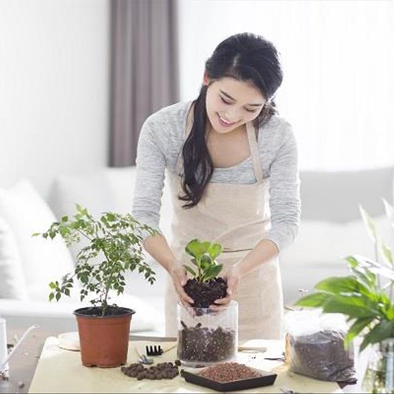 تقویت گلهای خانگی، همه‌ی این ۷ مورد مهم اند!