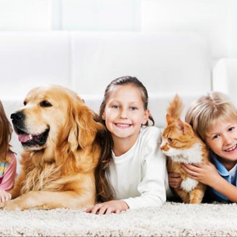 چگونه فرش ها را با شامپو فرش برق بیاندازید؟