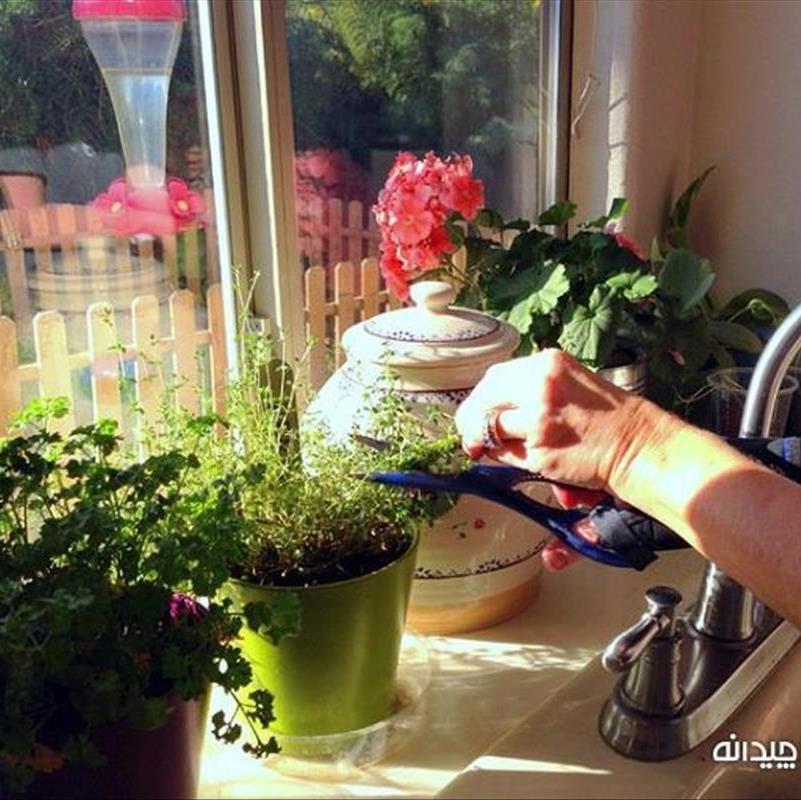 گیاهان آفتاب دوست، شادابی گلدان ها در خانه پر نور!