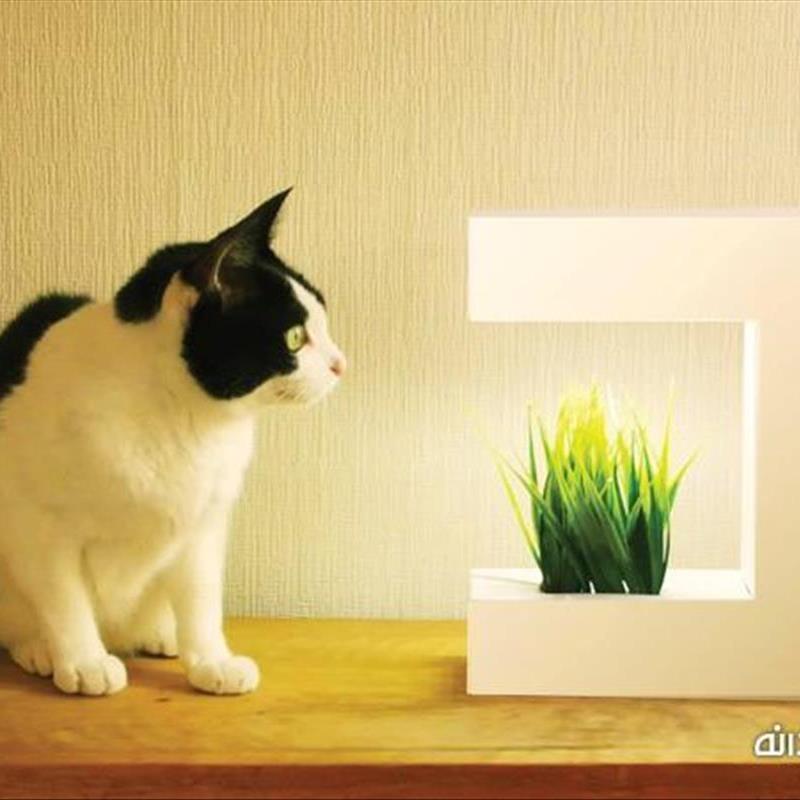 چراغ رشد گیاه، با نور مصنوعی گیاهان تان را سبز کنید!