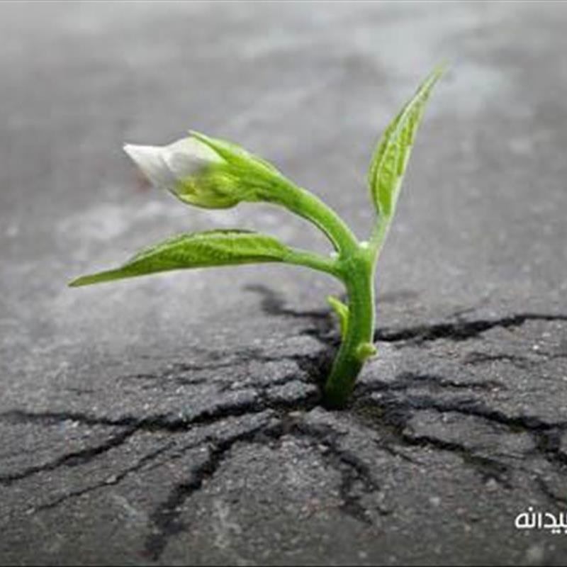 وقتی طبیعت در نابودی دستاوردهای بشر عجله می کند!