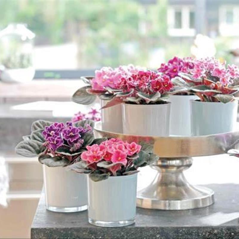 نگهداری بنفشه آفریقایی در خانه، این عروس زیبای آپارتمانی!