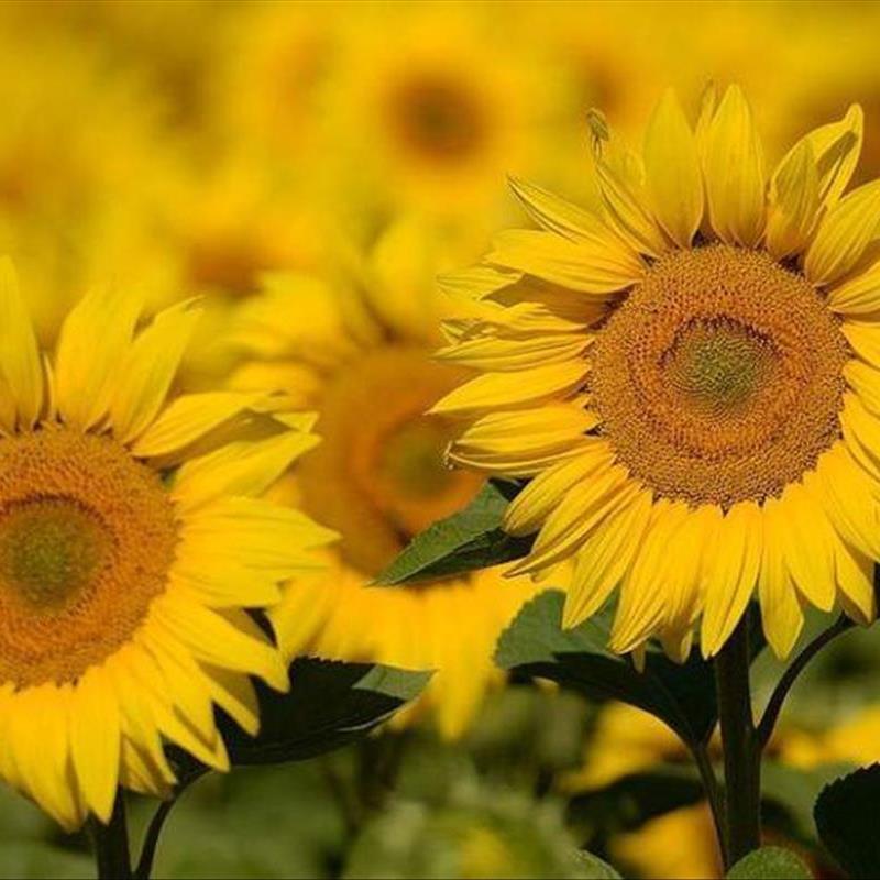 گیاهان فصلی، این گلهای تابستانی را بهتر بشناسیم!