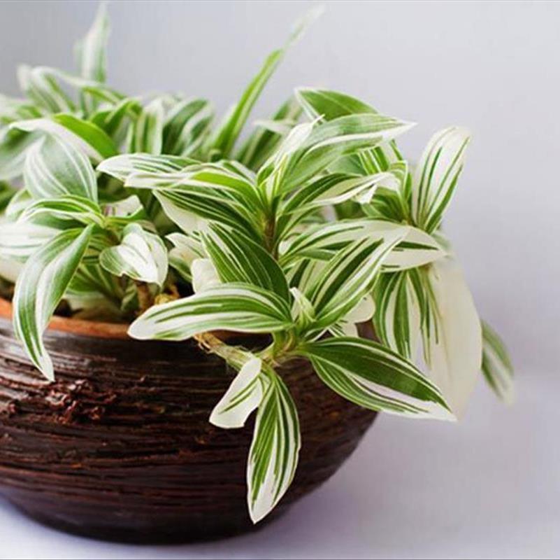 گیاه برگ بیدی، این زیبای راه راه کم توقع است!