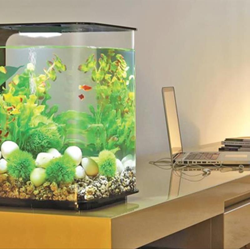 گیاهان آکواریوم، اقیانوس کوچک خانه را سبز نگه دار!