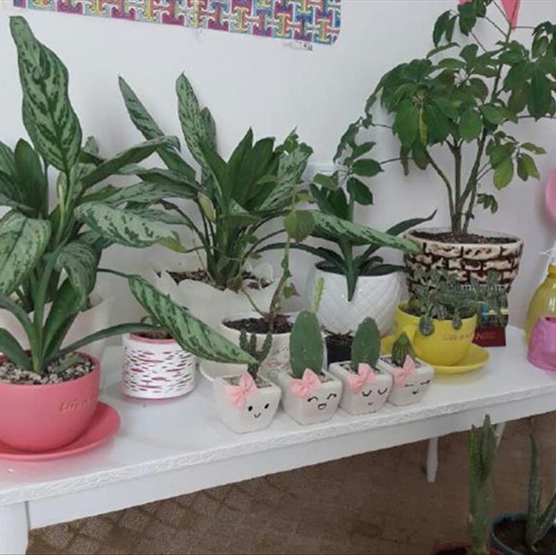 اسامی گلهای آپارتمانی، این بار فاطمه اینها را معرفی میکند!