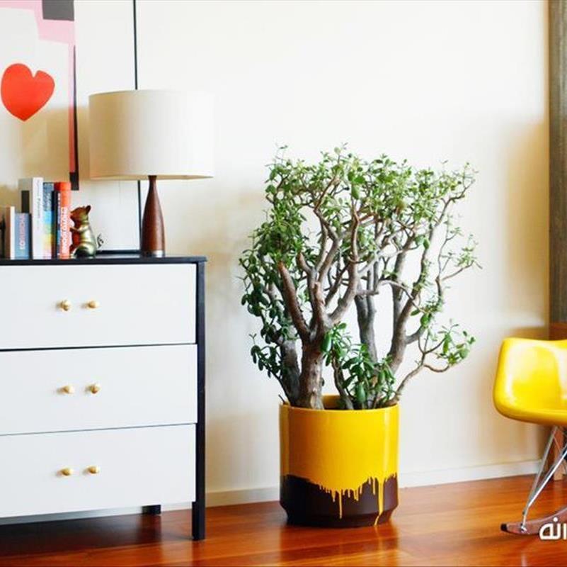 گیاهان آپارتمانی ، طراوت بخش یک دکوراسیون زیبا