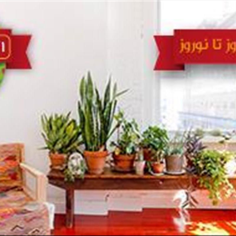 گیاهان آپارتمانی بهار را به خانه می آورند ؛ به استقبال نوروز