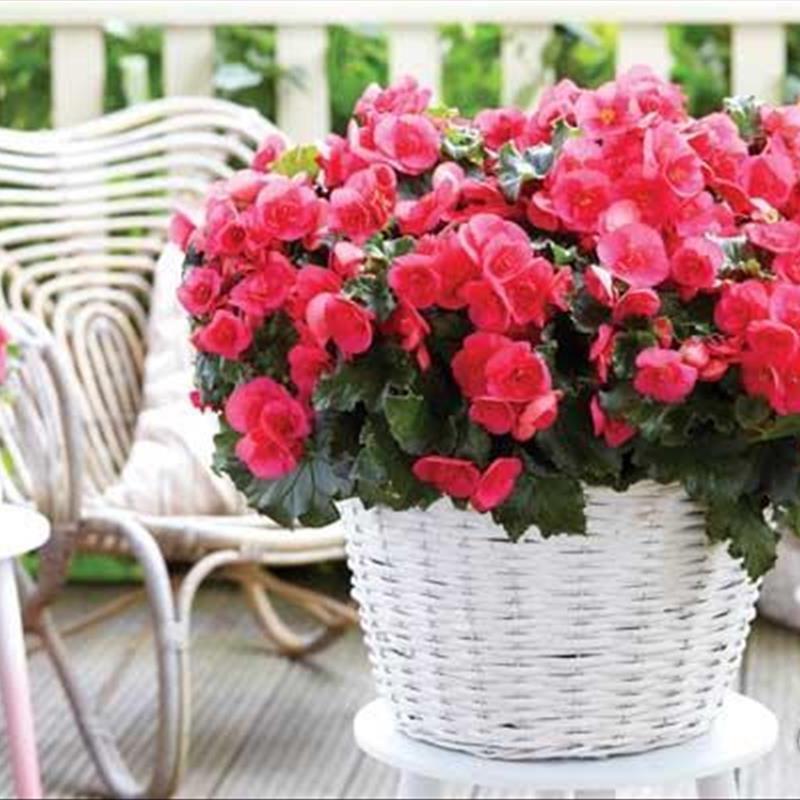 گل بگونیا هلندی، می توانید آن را در آپارتمان نگهداری کنید!