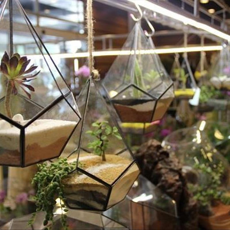 باغ شیشه ای، زندگی این گیاهان توی تراریوم فرق میکنه!