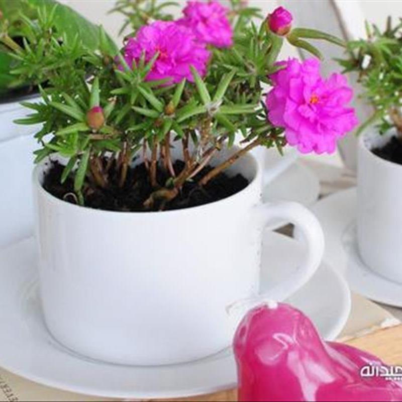 با گلدان های فنجانی از بهار پذیرایی کنید !