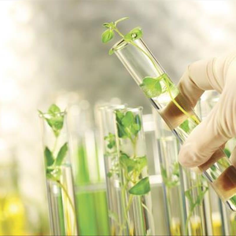 کشت بافت گیاهی، با این روش میشه گیاهان خانگی مقاوم داشت!