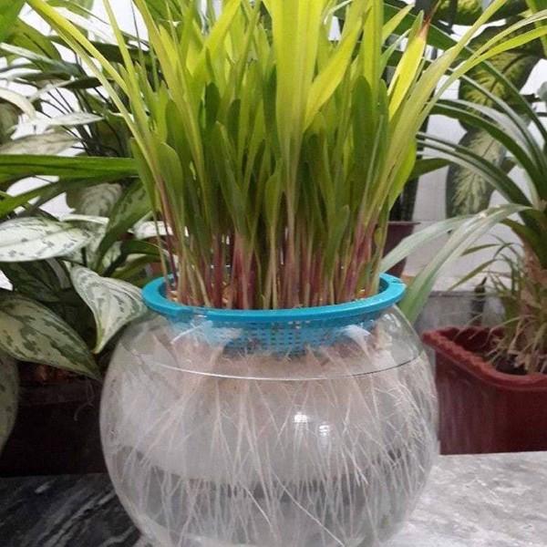 بهترین روش کاشت سبزه در آب برای عید نوروز 1402