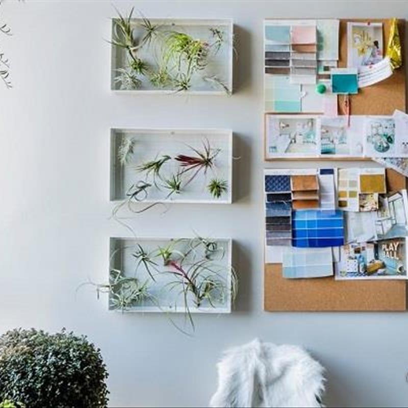 گیاهان هوازی، دانستنی های کاملش رو همینجا بخونید!