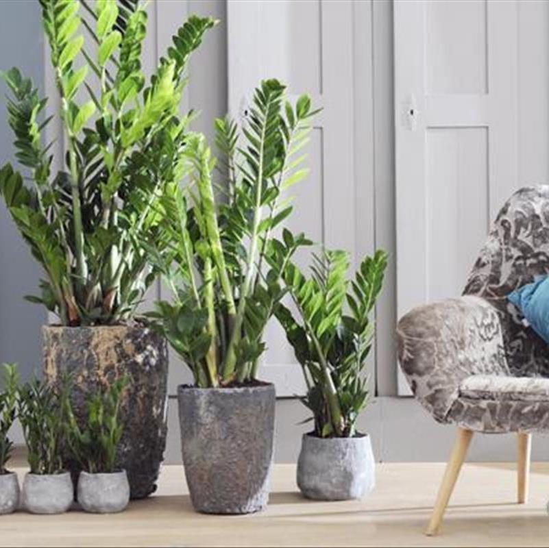 دکوراسیون با گیاهان آپارتمانی، 10 روش برای تعلق‌ خاطر به خانه!