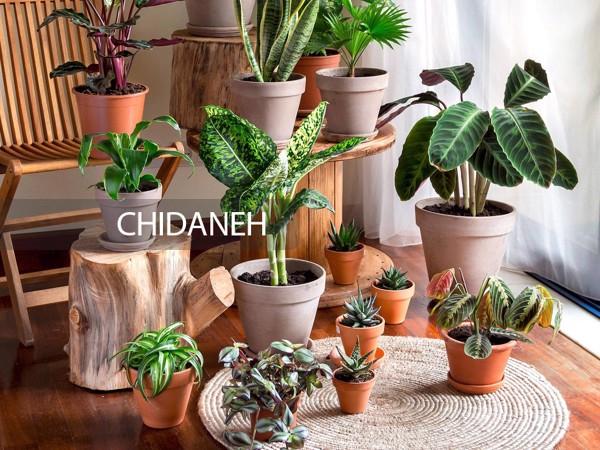 گیاهان تصفیه کننده هوا، 10 پیشنهاد برای هوای آلوده این روزها