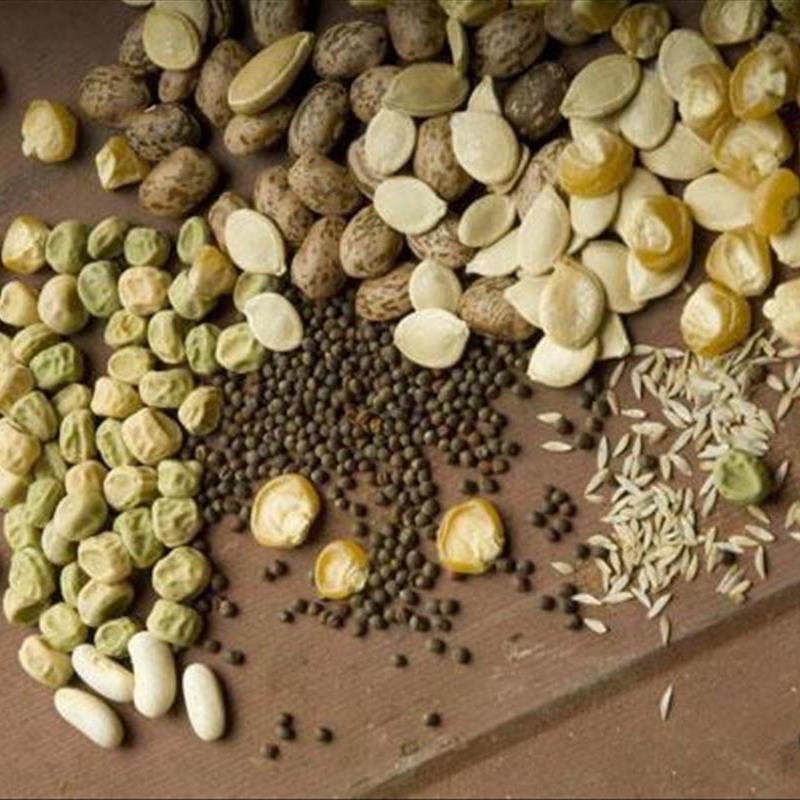 نگهداری از بذر، این 3 نکته را دست کم نگیرید!