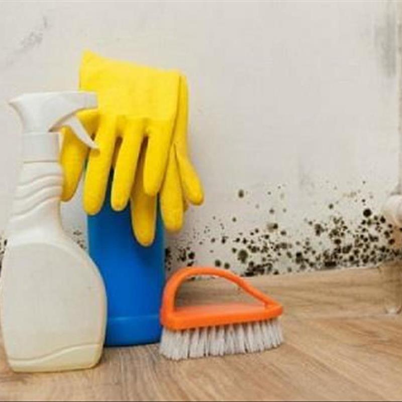 کپک دیوار، چگونه از شرشان خلاص شویم؟