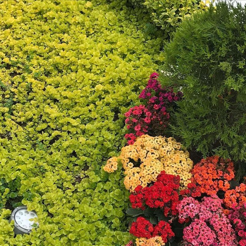 اهمیت فضای سبز و نگهداری از آن در ساختمان