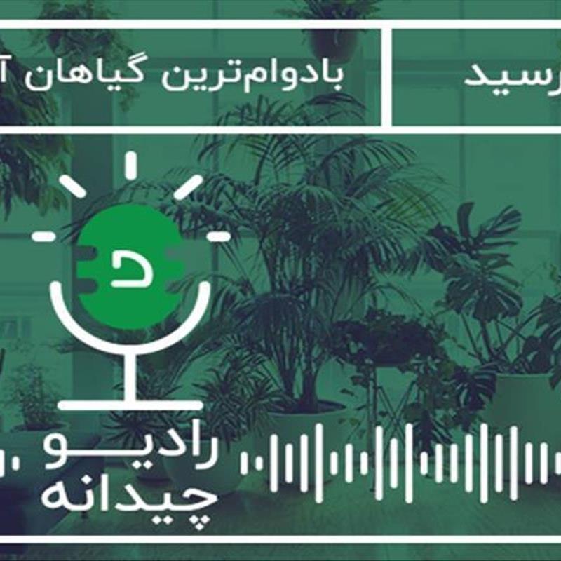 بادوام‌ترین گیاهان آپارتمانی، پاسخ به 5 سوال رایج شما