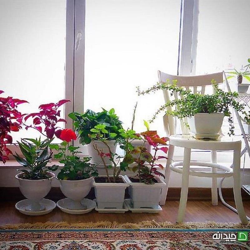 راز نگهداری گلهای آپارتمانی، آزیتا با عشق گیاهان را جان می دهد!