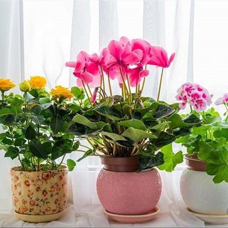 گیاهان آپارتمانی؛ چگونه در دکوراسیون داخلی استفاده کنیم؟