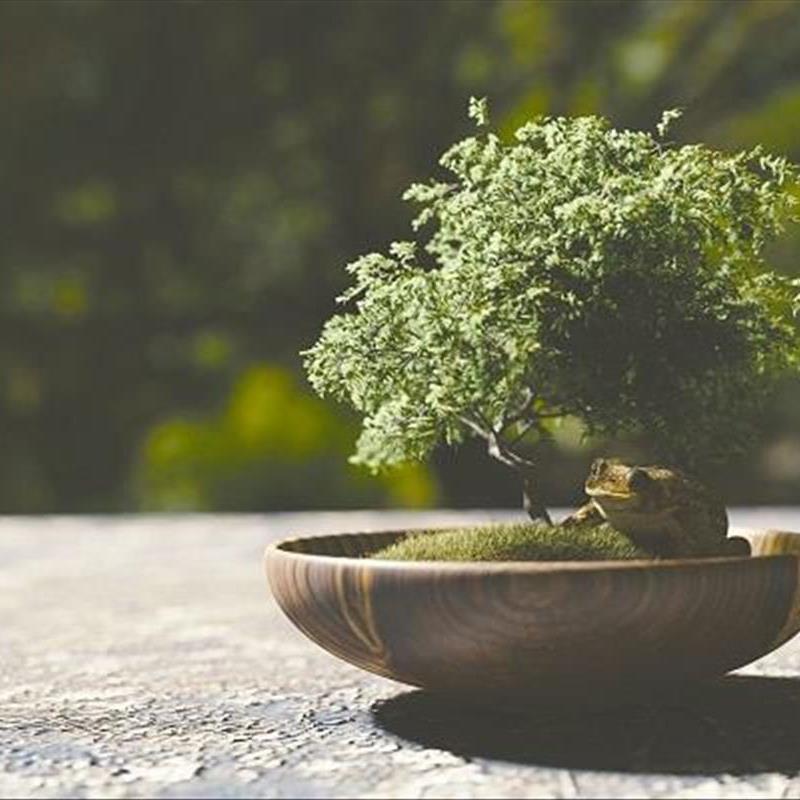 انواع گیاهان مینیاتوری، این بن سای های دوست داشتنی!