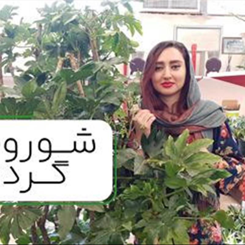 خرید گل و گیاه در تهران، پیشنهاد ویژه روز مادر و روز عشق!