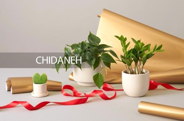 بهترین گیاهان برای هدیه دادن، با این هدیه غافلگیرش کن!