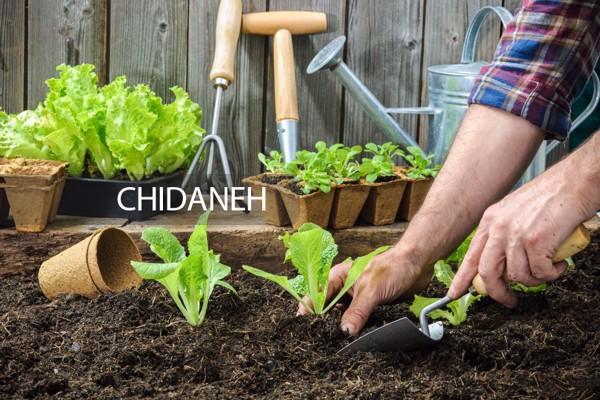 کاشت سبزی، این 8 تا رو تو بهار بکار!