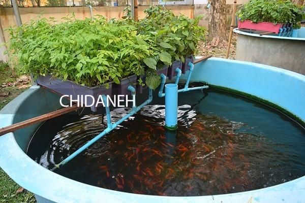 پرورش ماهی در خانه، از انتخاب نوع ماهی تا خلاقیت در پرورش!