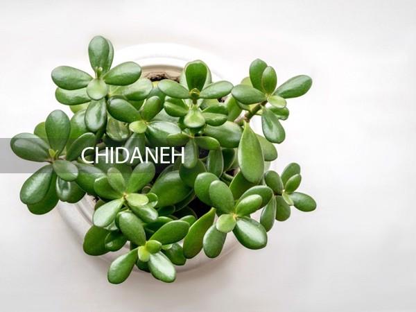 گیاه کراسولا؛ انرژی تمام‌نشدنی در خانه‌ به رنگ سبز