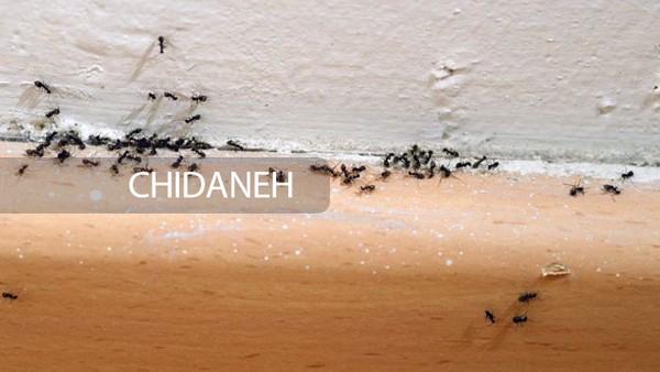 چند ترفند اساسی برای رهایی از شر مورچه‌ها در خانه