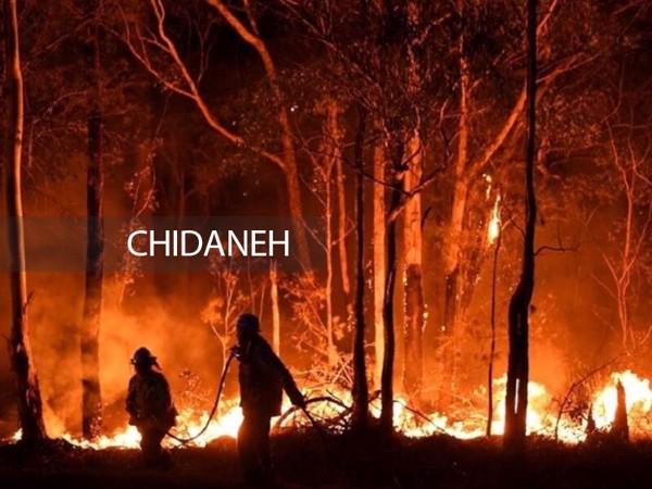 آتش در قلب جنگل‌های گیلان؛ برای هیرکانی فراخوان بدهید!