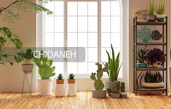 بهترین گیاهان آپارتمانی برای نابودی آلودگی هوا در خانه