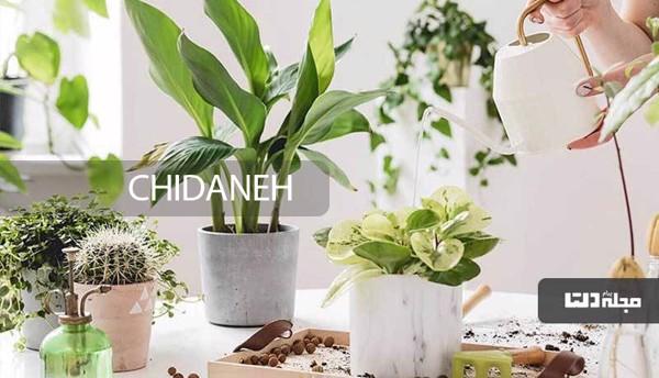 این گیاهان آپارتمانی در سرما هم رشد می‌کنند