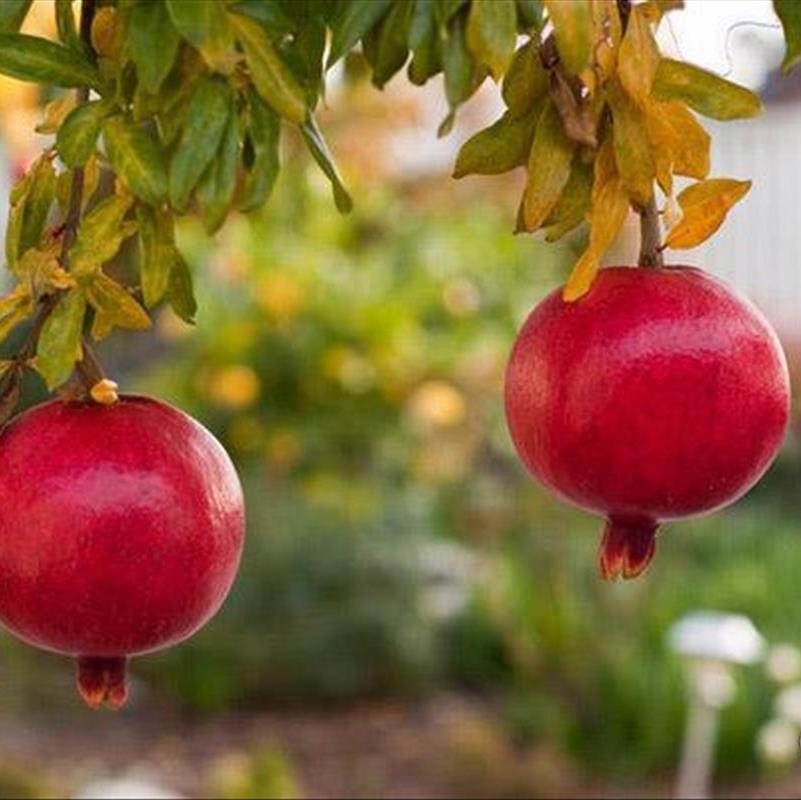 ایده هایی برای عکس گرفتن از پاییز!
