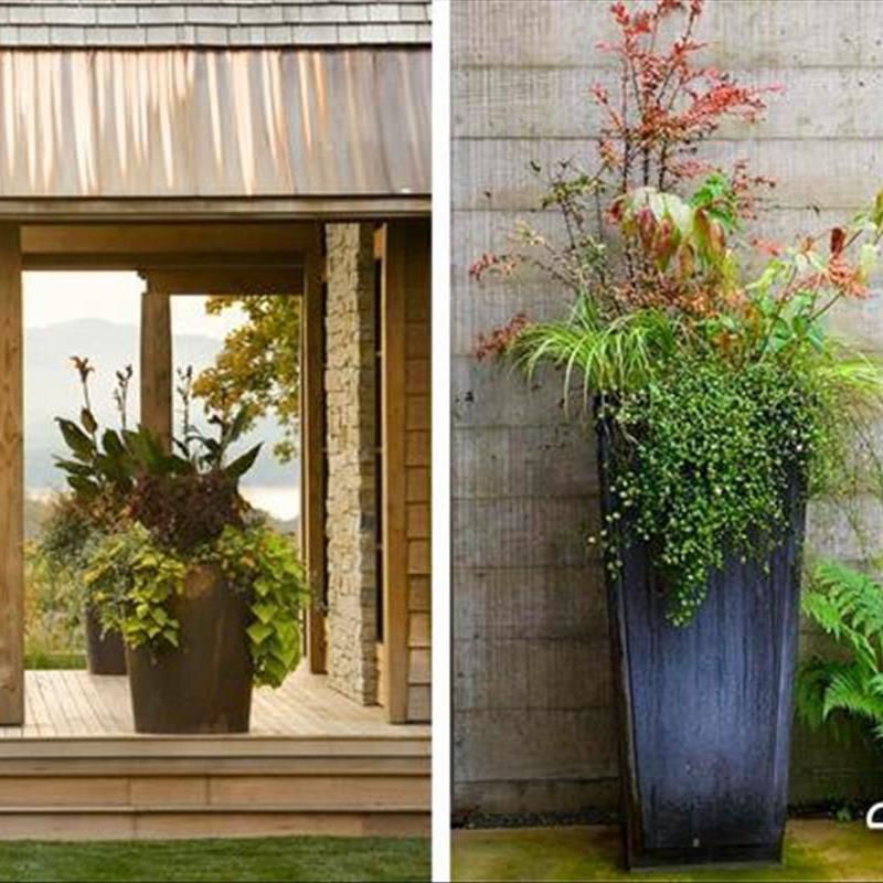 گیاهان زینتی فضای باز، زندگی بخش گلدان های پاییزی!