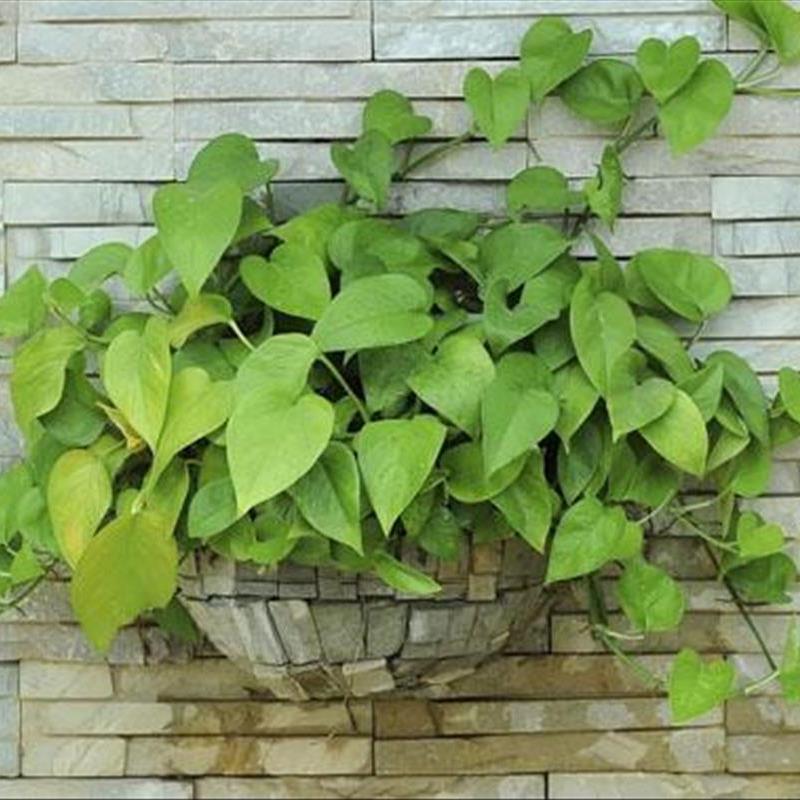 گیاهان پیچکی، تصفیه کننده هوا و زینت بخش دکوراسیون منزل