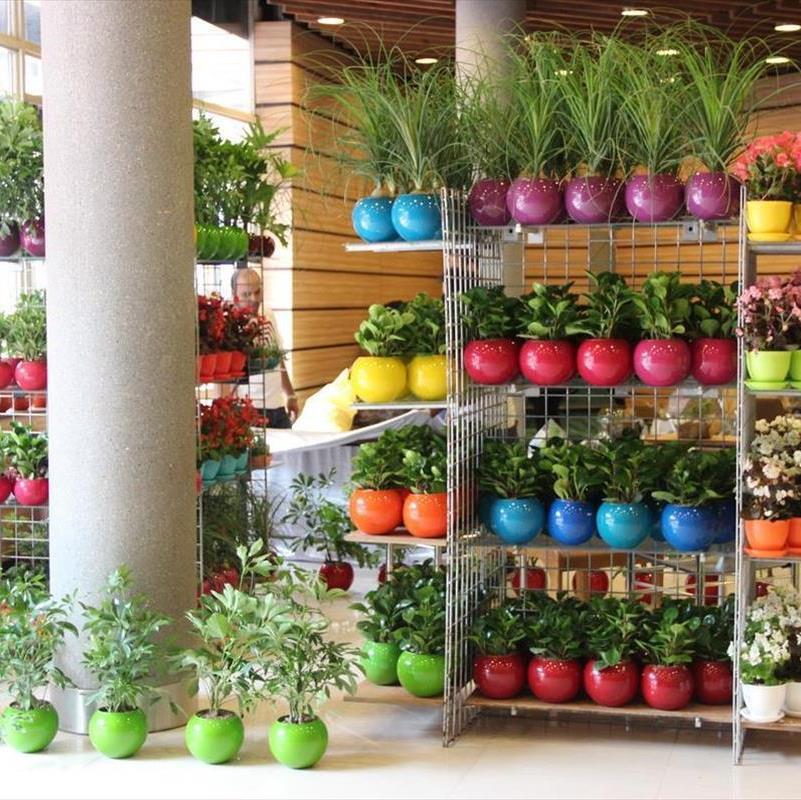 بهترین گیاهان خانگی را از نمایشگاه گل و گیاه 95 تهران بخرید!