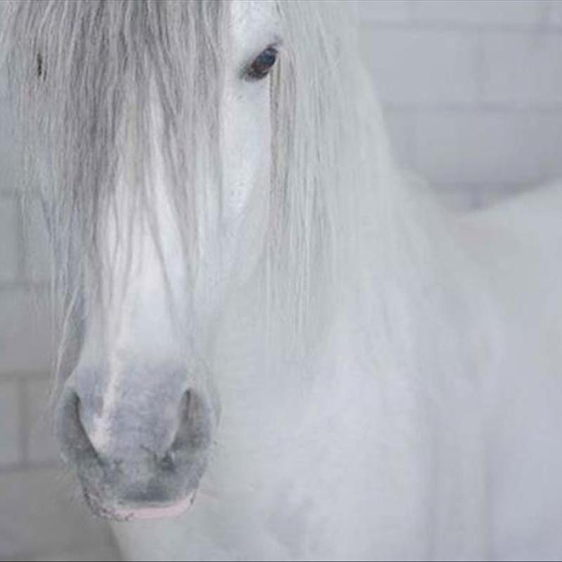 الهام از طبیعت در به کارگیری رنگ سفید