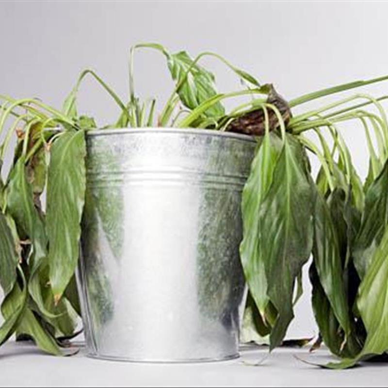 گیاهان خانگی در حال مرگ را نجات دهیم؛ 6 روش زندگی بخش!