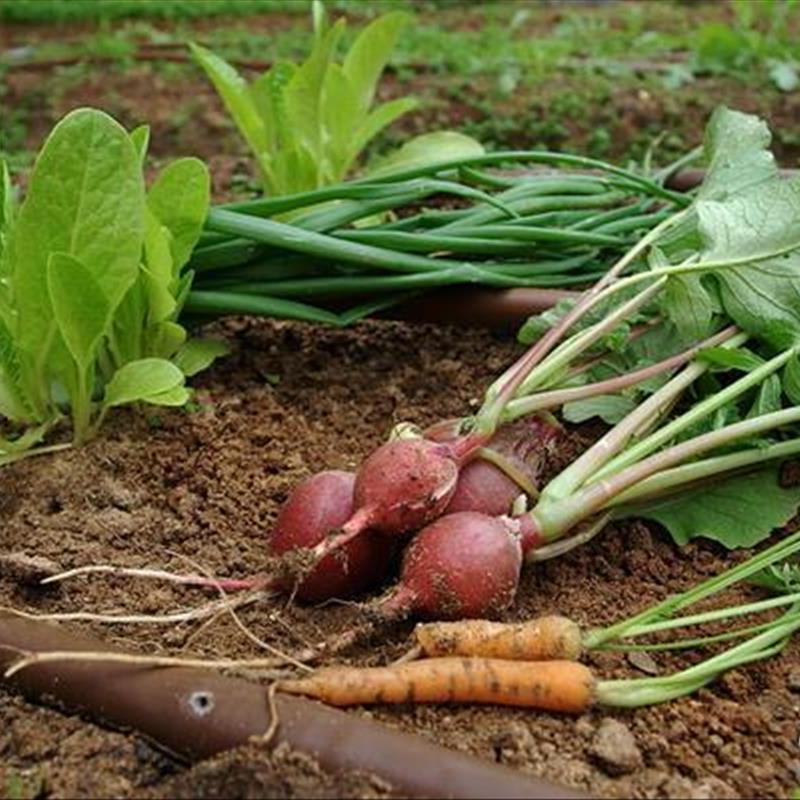 باغچه سبزیجات برای فصل سرد، بازگشت سبزی به حیاط در پاییز!