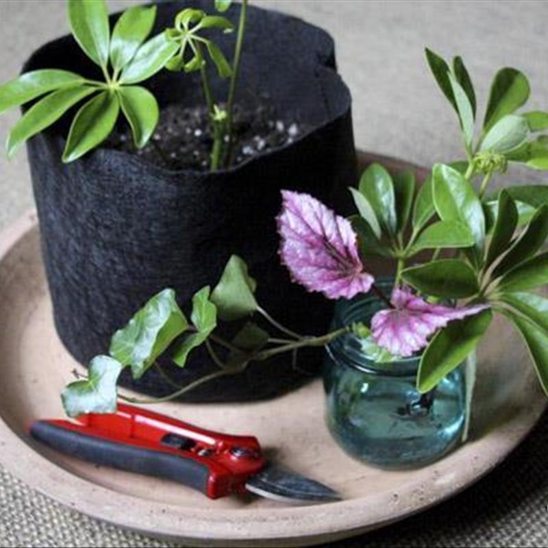 تکثیر گیاهان آپارتمانی، روش های خانگی!