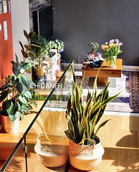 درمان استرس و افسردگی با 11 گیاه آپارتمانی شادی آور!