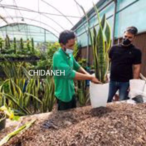 6 درختچه آپارتمانی زیبا برای دکوراسیون منزل شما