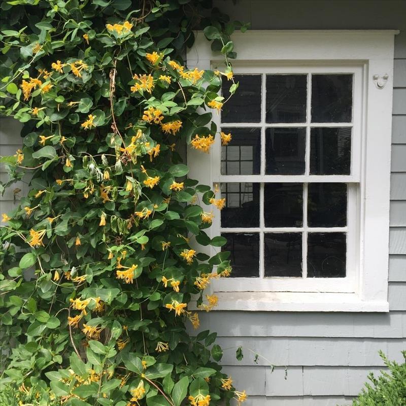 گیاهان همیشه سبز، 6 درختچه چهار فصل در حیاط!